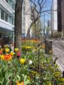 Tulips on Mich Ave.JPG